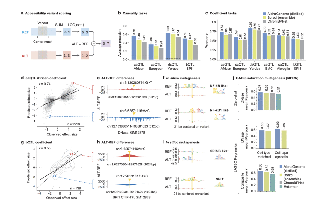 Google DeepMind Release Letter Combination: A Deep Learning Model that More Comprehensively Predicts the Effects of Single Variants or Mutations in DNA